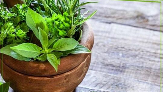 CURSO DE FITOTERAPIA ESSENTIALS